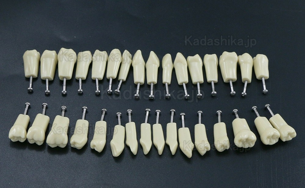 歯科標準修復実習用模型歯 32個交換用歯 Frasaco AG3タイプと互換性あり
