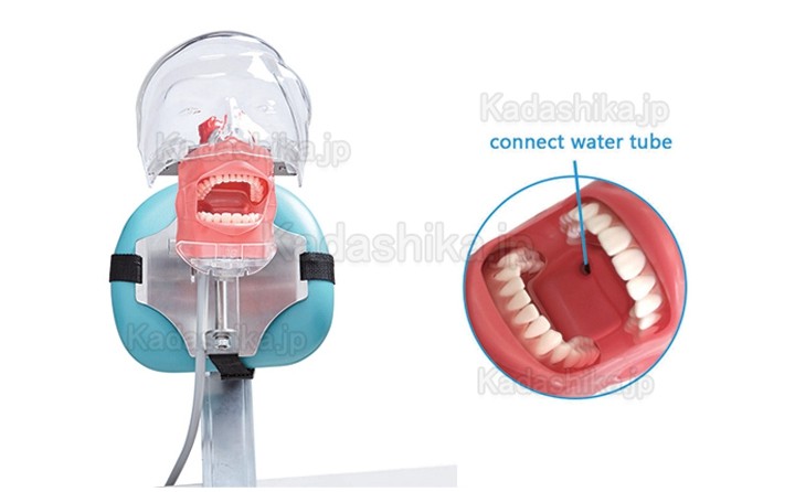 Jingle C6-3 歯科シンプルマネキン(ニッシンと互換性あり 、デンタルチェアに取り付ける)