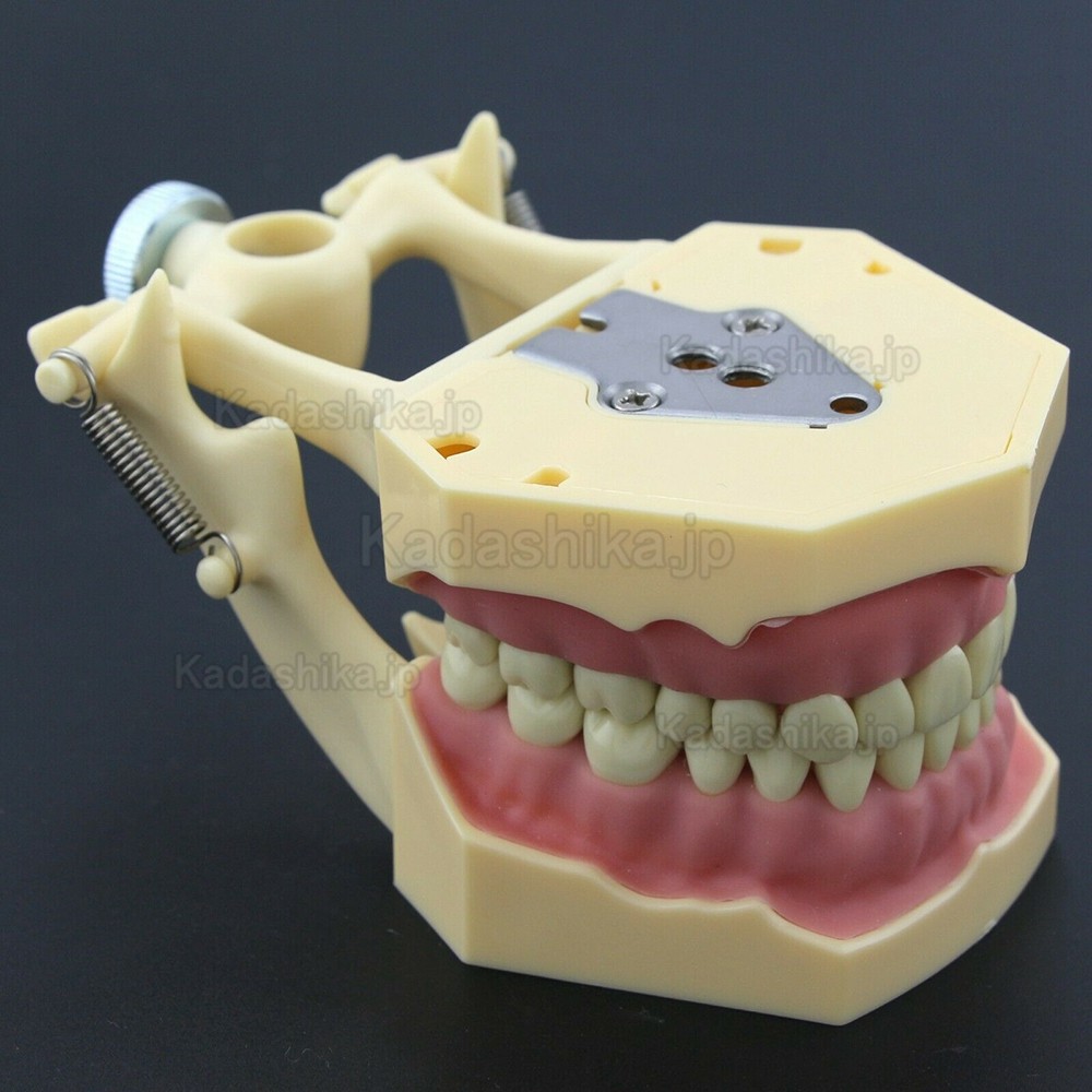 歯科補綴修復実習用顎模型 M8014-2 32個歯 Frasaco AG3タイプと互換性あり