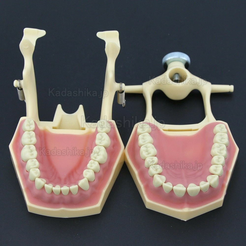 歯科補綴修復実習用顎模型 M8014-2 32個歯 Frasaco AG3タイプと互換性あり