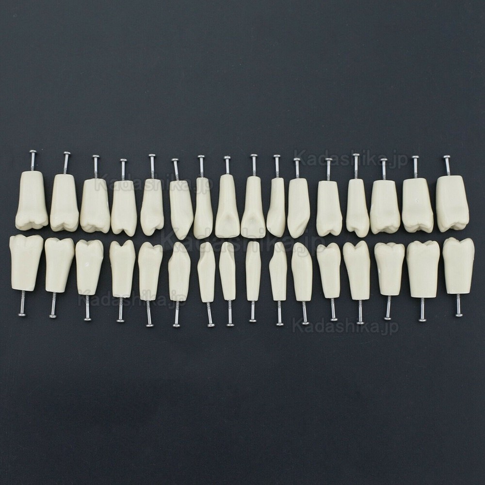標準実習用模型歯 M8023 32個交換用歯 Columbia 860 と互換性あり