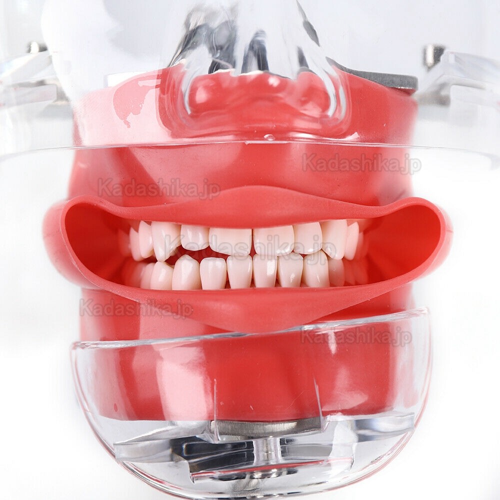 歯科シンプルマネキン ファントム (ベンチマウント、ニッシンと互換性あり)