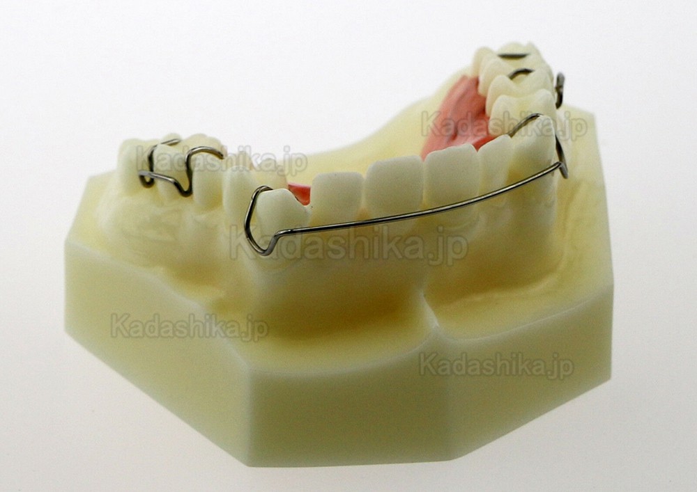 歯科ホーレー リテーナー模型 歯科矯正模型 #3007 01
