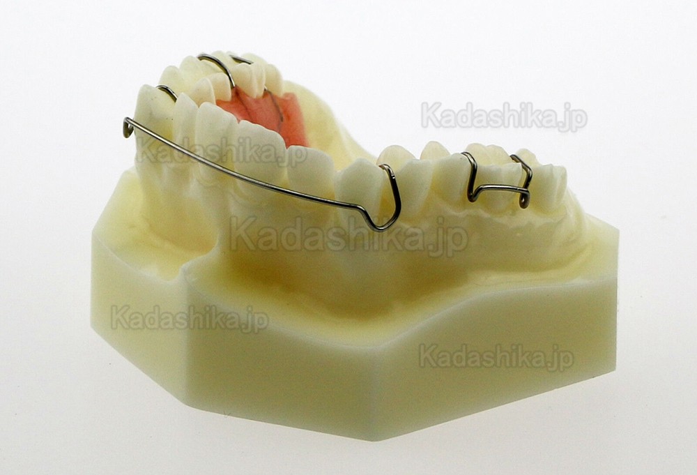 歯科ホーレー リテーナー模型 歯科矯正模型 #3007 01