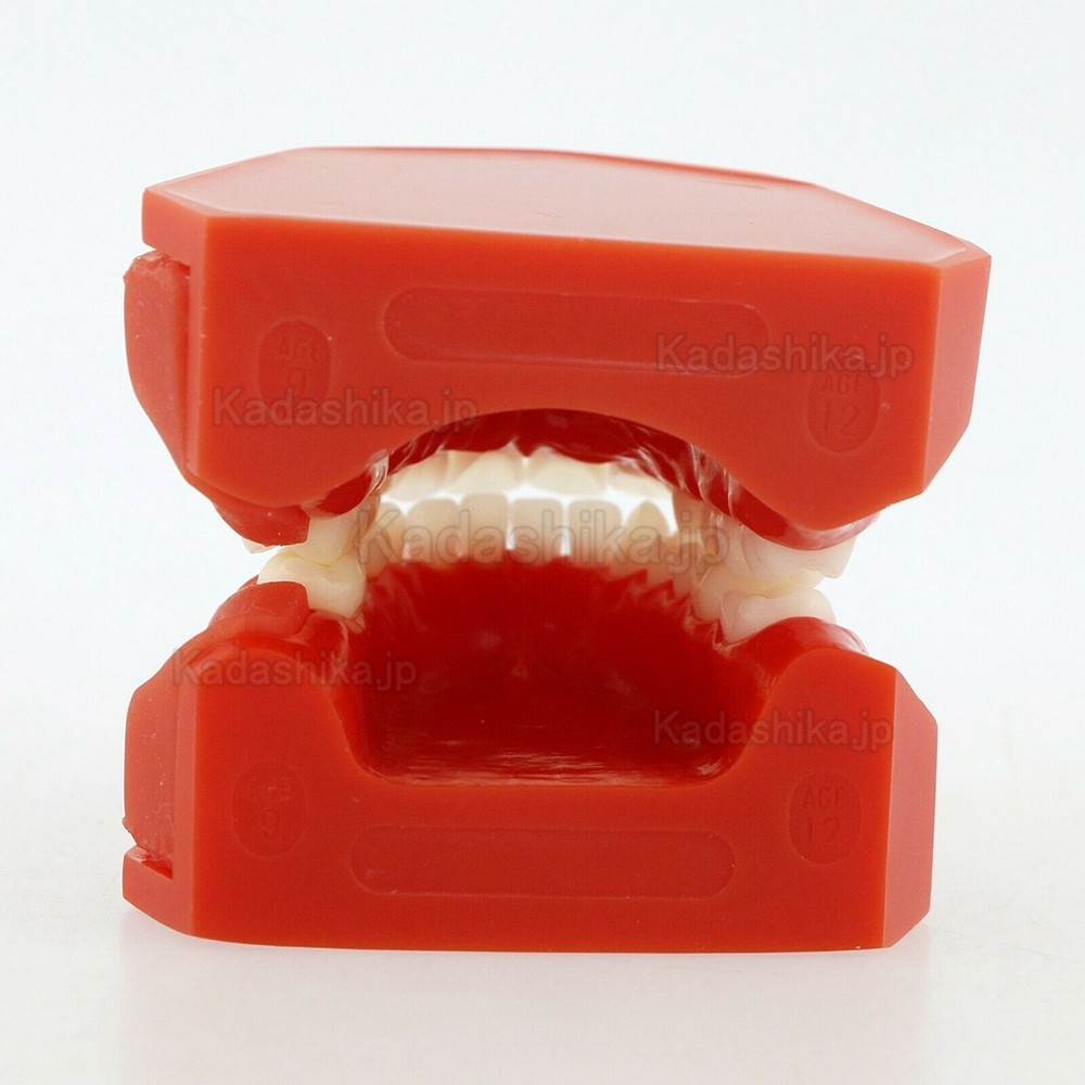 歯列発育顎模型 永久歯デモンストレーション模型 #4006