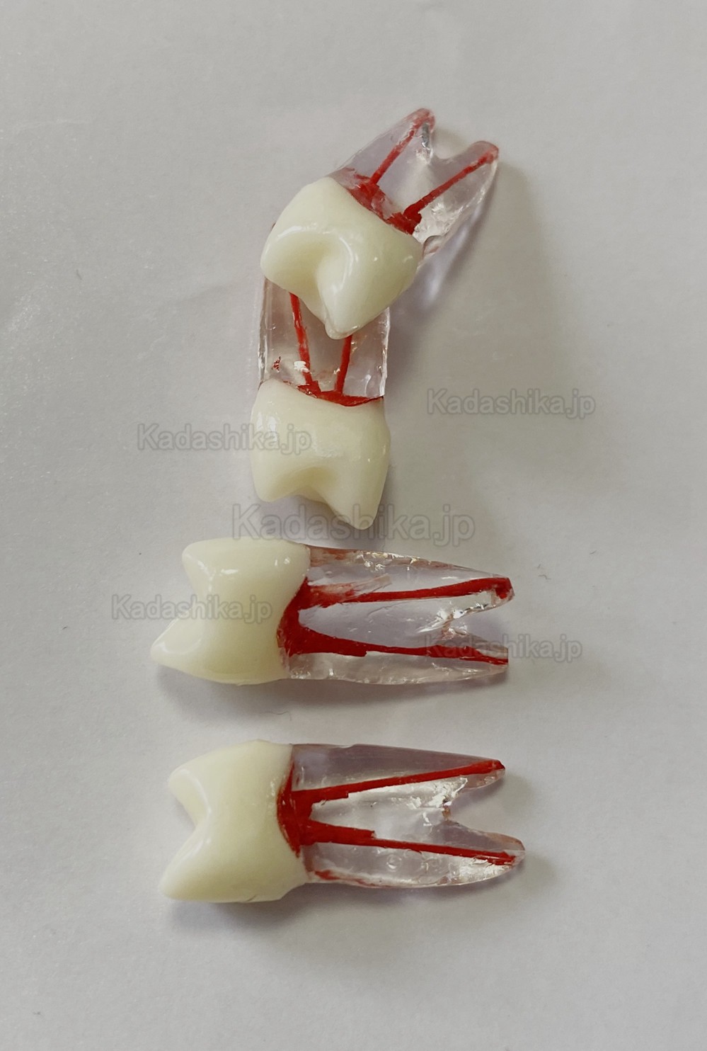 歯内療法実習用複製根2層模型歯 (臼歯上下歯 小臼歯 ルート2/3-根管)
