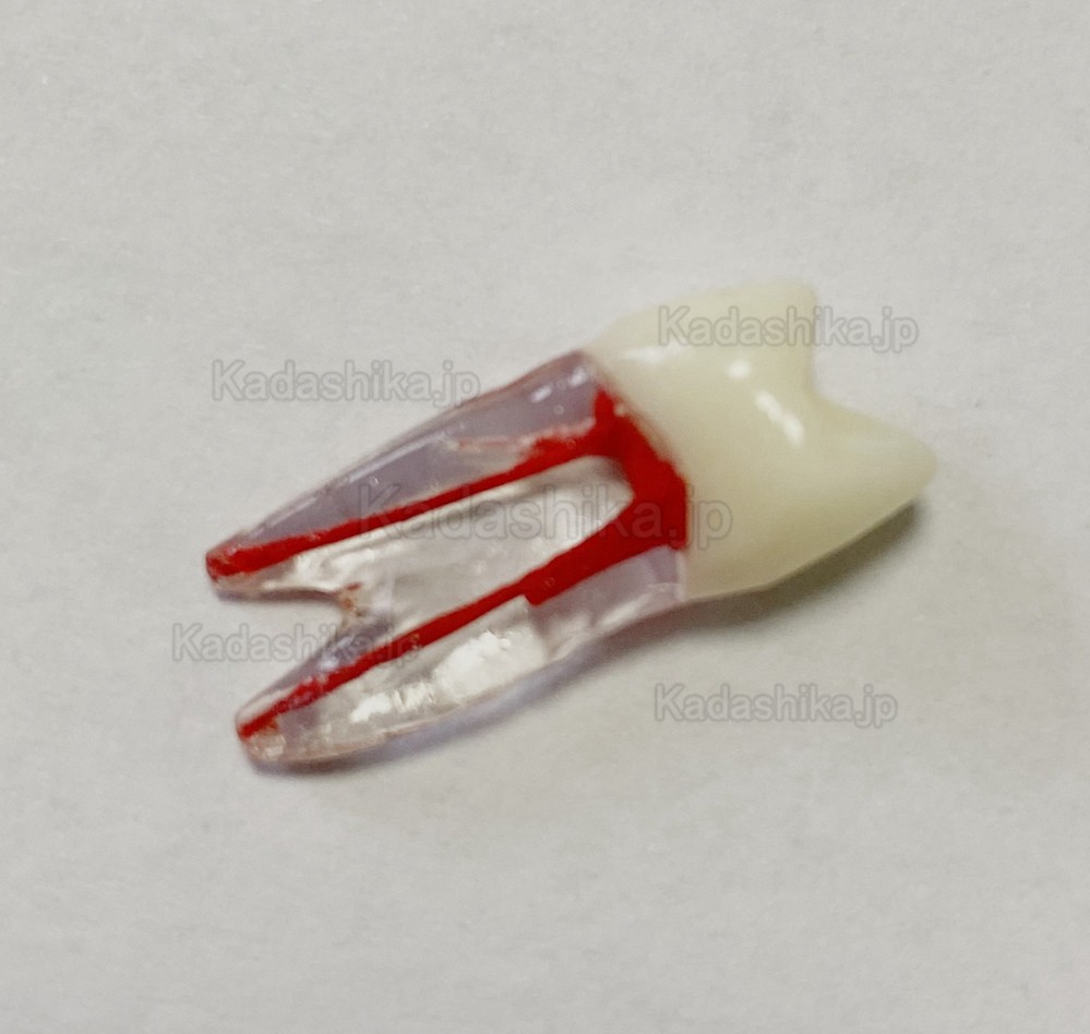 歯内療法実習用複製根2層模型歯 (臼歯上下歯 小臼歯 ルート2/3-根管)