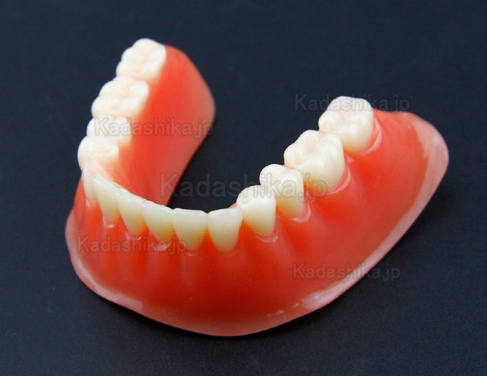 歯科インプラント用モデル 下顎精密インプラント模型